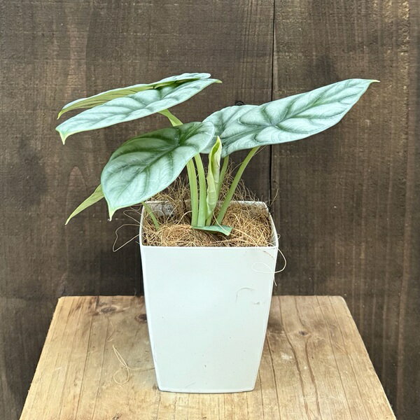 観葉植物：アロカシア シルバードラゴン*プラポット ココヤシ飾り Alocasia Silver Dragon