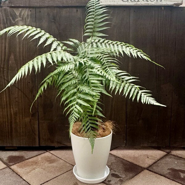 観葉植物/タカワラビ：ゴールデンチャウチャウ（キンモウコウ） 5号