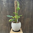 観葉植物 鉢色選べます:モンステラアンダーソニーオーレアバリエガータ*