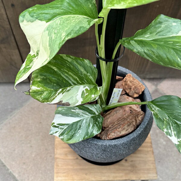 観葉植物 鉢色選べます：モンステラレクレリアナバリエガータ*バークチップ飾り