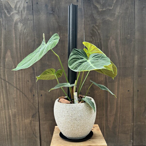 Rakuten - 観葉植物 鉢色選べます：フィロデンドロン エルチョコレッド*バークチップ飾り