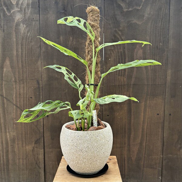 観葉植物鉢色選べます：モンステラア...