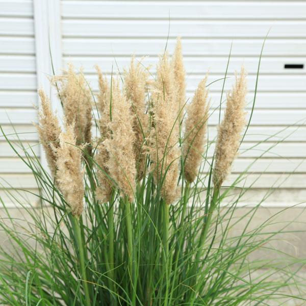 庭木・グラス・植木：パンパスグラス（シロガネヨシ）タイニーパンパ　4.5号*　白