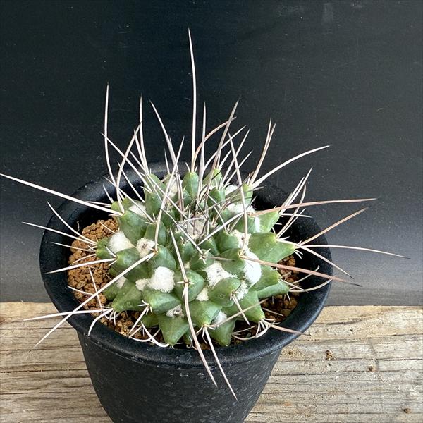 サボテン：マミラリア　金剛丸　実生*幅6cm