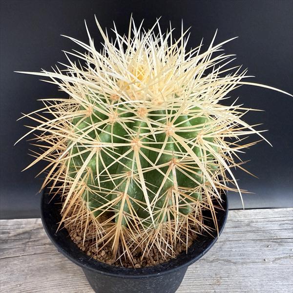 サボテン：エキノカクタス白刺金鯱*...