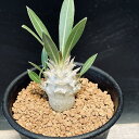 ☆特価☆コーデックス:パキポディウム 恵比寿大黒 実生*M 塊根幅2.3cm