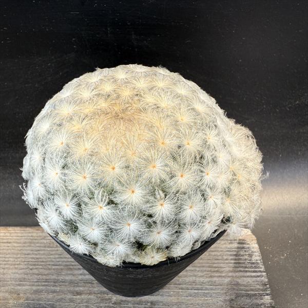 サボテン：マミラリア 白星*S 幅8cm