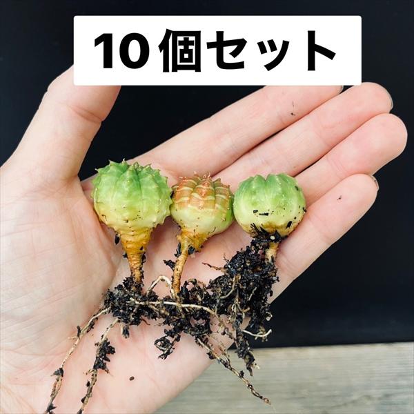 ☆特価☆多肉植物：ユーフォルビアメ...
