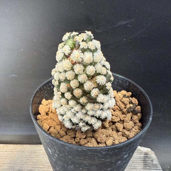 サボテン：マミラリア テレサエ カキコ*幅4cm