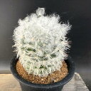 サボテン:マミラリア 高砂 実生*幅6.5cm