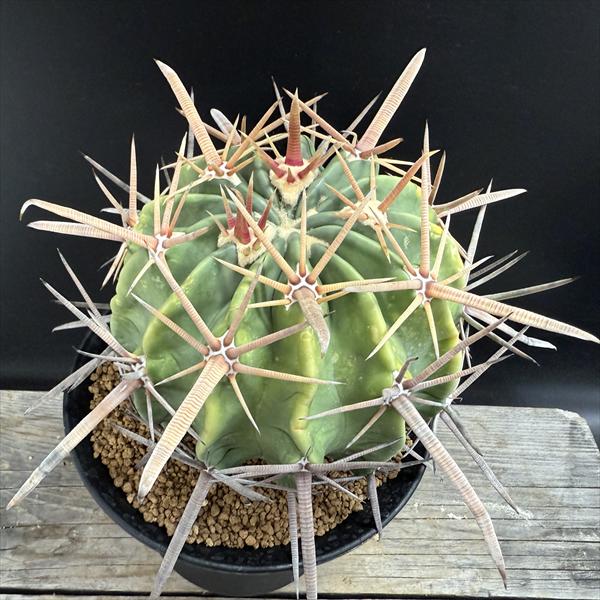 サボテン：ホマロケファラ　強刺綾波　実生*幅12cm　現品！一品限り