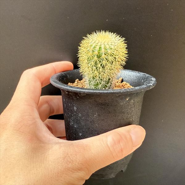 サボテン：ユーベルマニア　エリオカクトイデス　実生*幅2.5cm