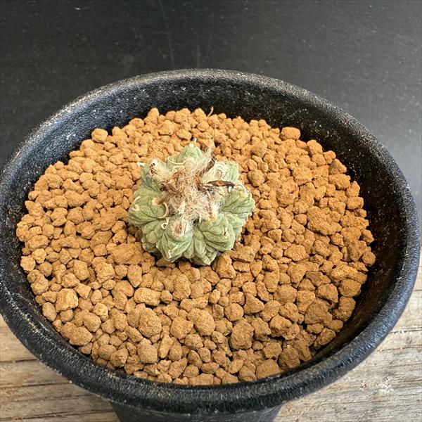 サボテン：アズテキウム 花籠（はなかご）実生*幅2cm　現品　一品限り