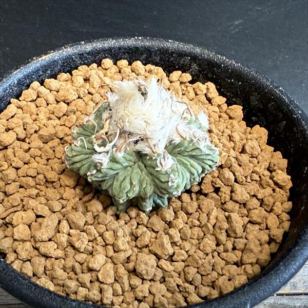 サボテン：アズテキウム 花籠（はなかご）実生*幅2.8cm　現品　一品限りのサムネイル