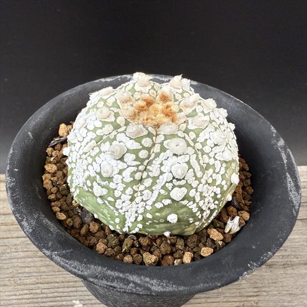 サボテン：アストロフィツム 兜丸 実生*幅6cm　現品！一品限り