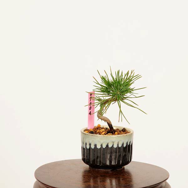 盆栽：三河黒松*現品 一点物 くろまつ　クロマツ　Kuromatsu bonsai ミニ盆栽