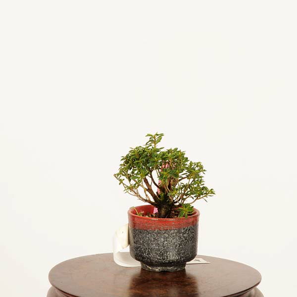 盆栽：早乙女さつき　現品*皐月　サツキ　satsuki 　bonsai ミニ盆栽