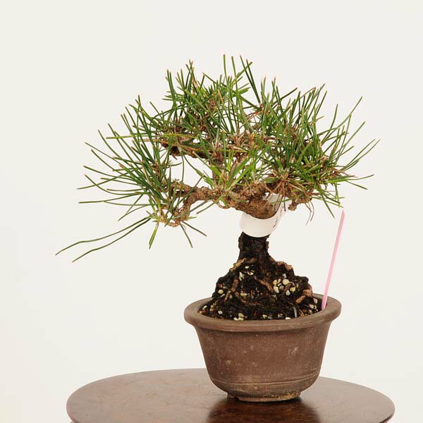 盆栽：三河黒松*現品 くろまつ　クロマツ　Kuromatsu bonsai ミニ盆栽