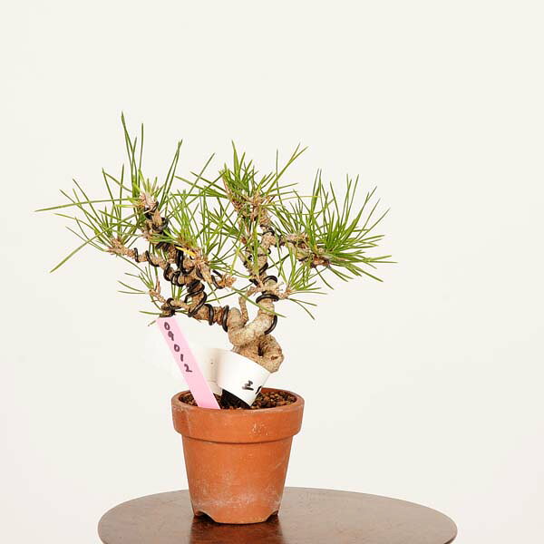 遊恵盆栽 楽天市場店の盆栽：三河黒松*現品 くろまつ　クロマツ　Kuromatsu bonsai ミニ盆栽｜アングル2