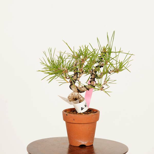 盆栽：三河黒松*現品 くろまつ　クロマツ　Kuromatsu bonsai ミニ盆栽