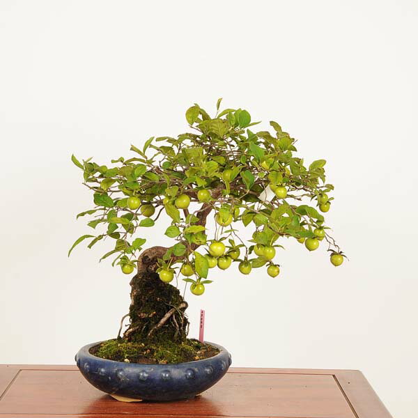 盆栽 特選：老爺柿 現品*一点物 ろうや柿 ロウヤ柿　Diospyros rhombifolia　rouyagaki bonsai 中品盆栽