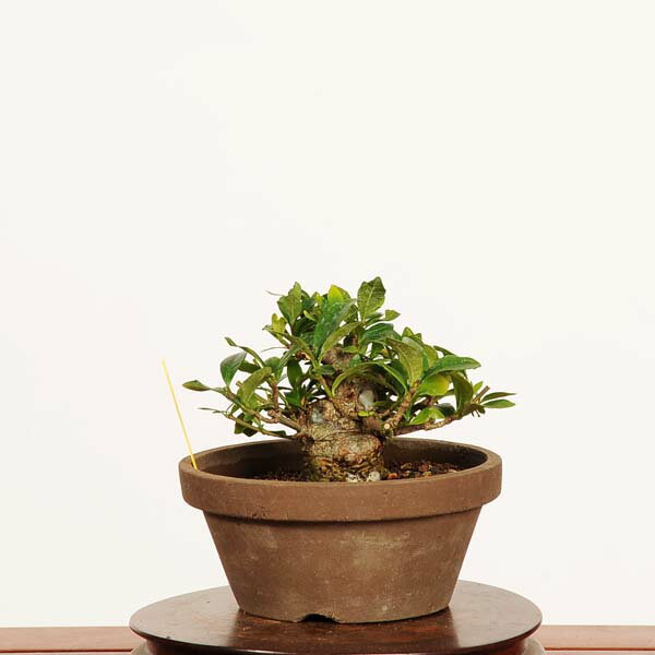 盆栽：実成梔子 *現品 一点物くちなし　クチナシ　Minarikuchinashi　 bonsai 小品盆栽