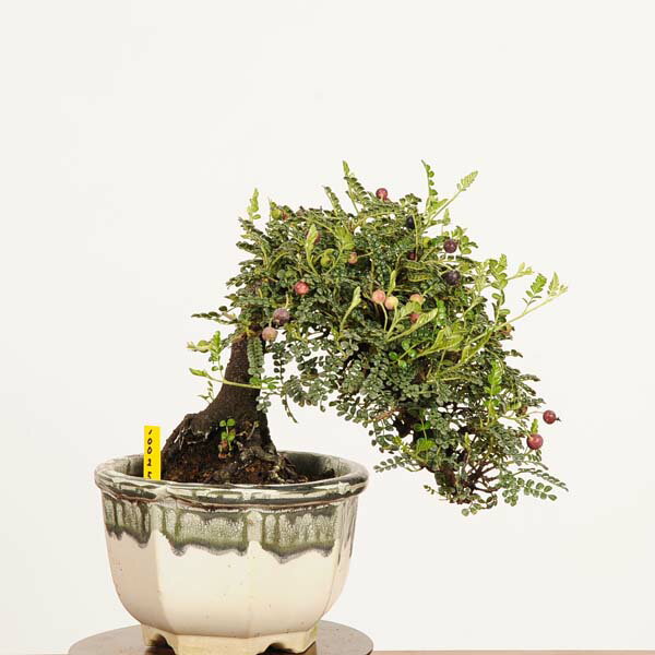 盆栽：磯山椒(いそざんしょう)現品*サンショウ　Isozansyo　Osreomeles anthyllidifolia var. subrotun..