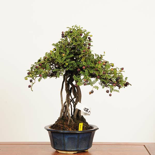 盆栽：磯山椒(いそざんしょう)現品*サンショウ　Isozansyo　Osreomeles anthyllidifolia var. subrotun..