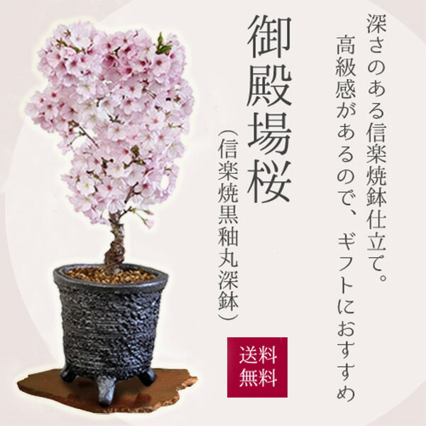 桜盆栽：御殿場桜(信楽焼黒釉丸深鉢)*さくら　sakura　送料無料【2026年春開花】bonsai