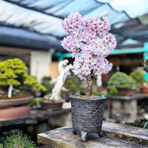 桜盆栽：御殿場桜(信楽焼黒釉丸深鉢)*さくら　sakura　送料無料【2026年春開花終了...