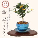 ミニ盆栽:きんず(金豆)*(瑠璃色変形鉢 受け皿付き)キンズ実物実成り鉢植え陶器鉢和モダンギフトプレゼントにもbonsai