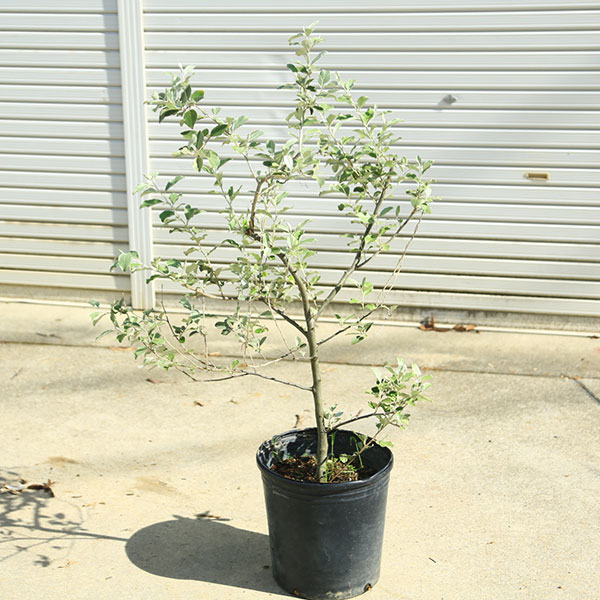 現品庭木 植木:シマグミ*マルバアキグミ 樹高100cm 現品限り 大株*佐川急便発送