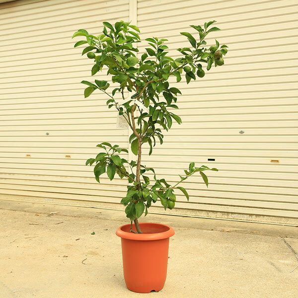 特撰庭木植木果樹:大実レモン*れも...