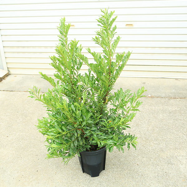 斑入りヒサカキの商品画像