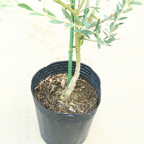庭木・植木：オリーブ（オークラン）*樹高100cm 現品限り
