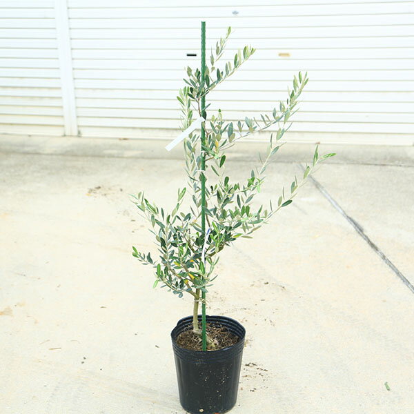 庭木・植木：オリーブ（オークラン）*樹高100cm 現品限り