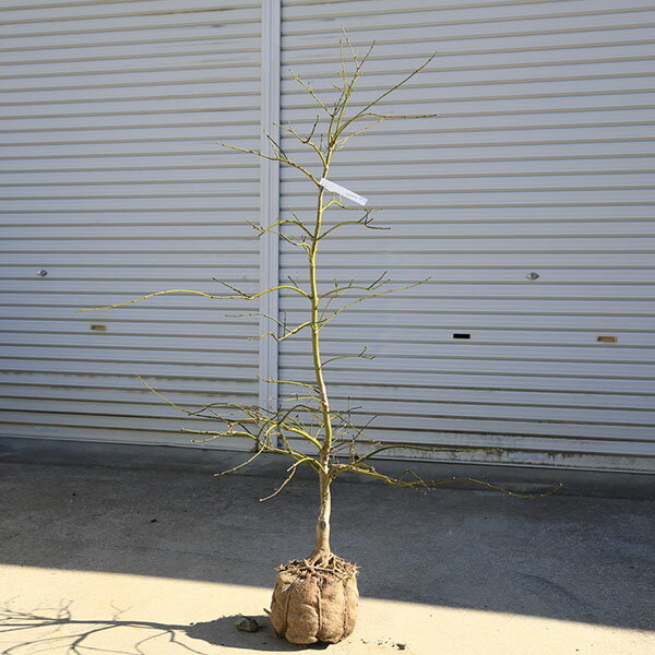 庭木：青しだれもみじ(枝垂れ紅葉)　 樹高120cm　佐川急便発送　現品限り！