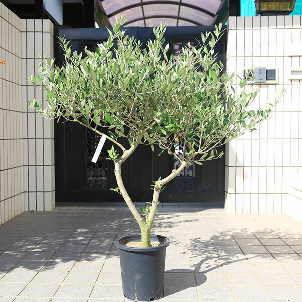特選庭木・植木：オリーブ（ミッション）太幹 SOUJU 創樹 安心の8号ポット植え *全高120cm 現品限り 佐川急便