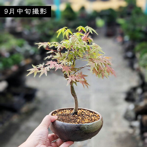 山もみじの盆栽｜瀬戸焼の鉢