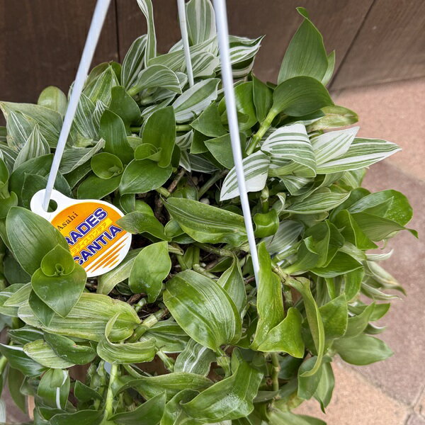 おしゃれ 観葉植物 選べる:トラディスカンチア...の紹介画像2