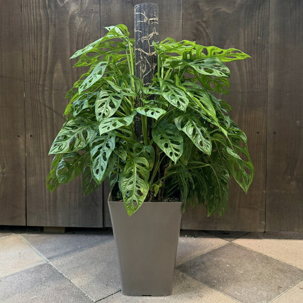 おしゃれ 観葉植物：マドカズラ 鉢植え*現品をお届け