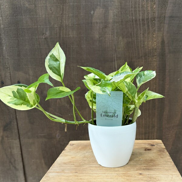 おしゃれ 観葉植物：ポトス エメラルド*3号