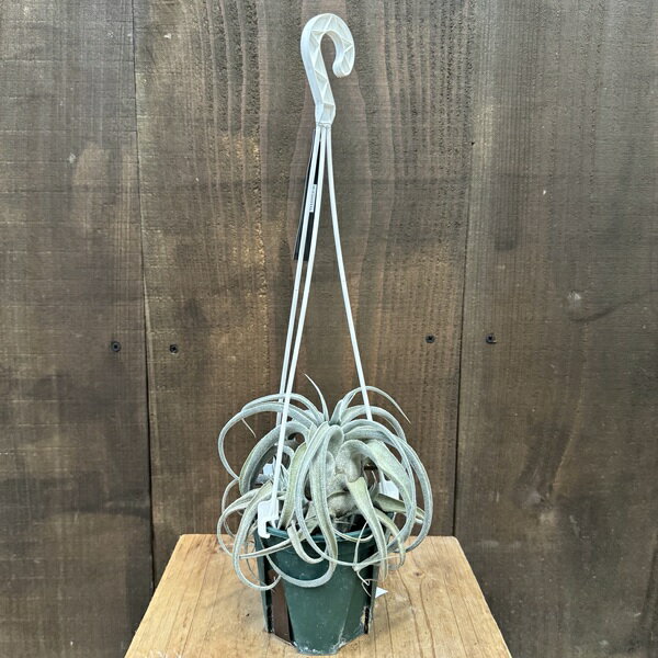 おしゃれ 観葉植物：チランジア ルシール*エアープランツ Tillandsia Lucille