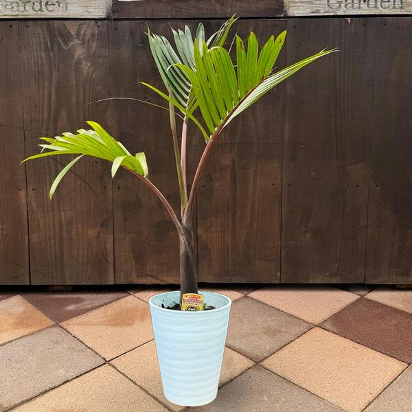 観葉植物：トックリヤシ 実生 太*白セラアート鉢植え 大型ヤマト便