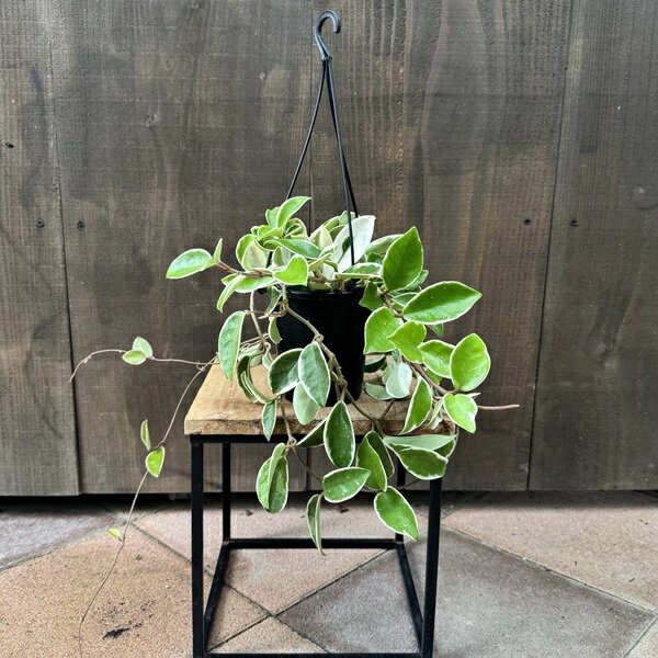 おしゃれ 観葉植物：ホヤ カルノーサ リップカラー*4号吊り鉢