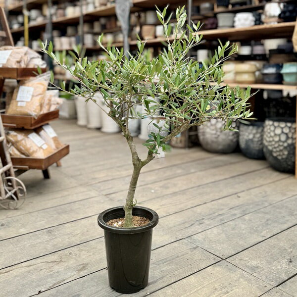 観葉植物　SOUJU（創樹）ブランド：オリーブの木　ネバディロブランコ*6号　NevadilloBlanco