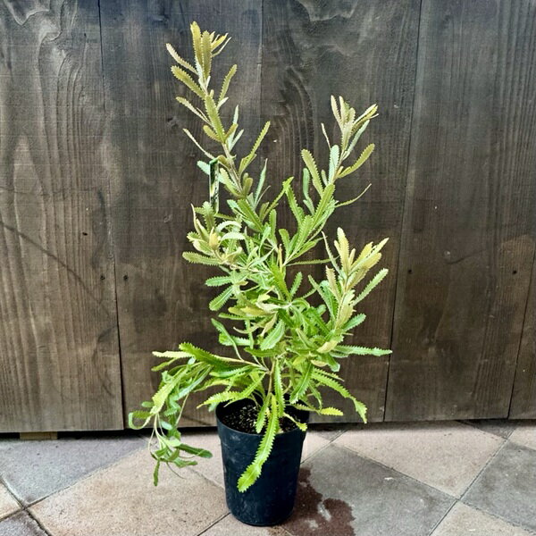 Rakuten - 観葉植物 鉢花 苗：バンクシア　アエムラ*ウォルムバンクシア 6号
