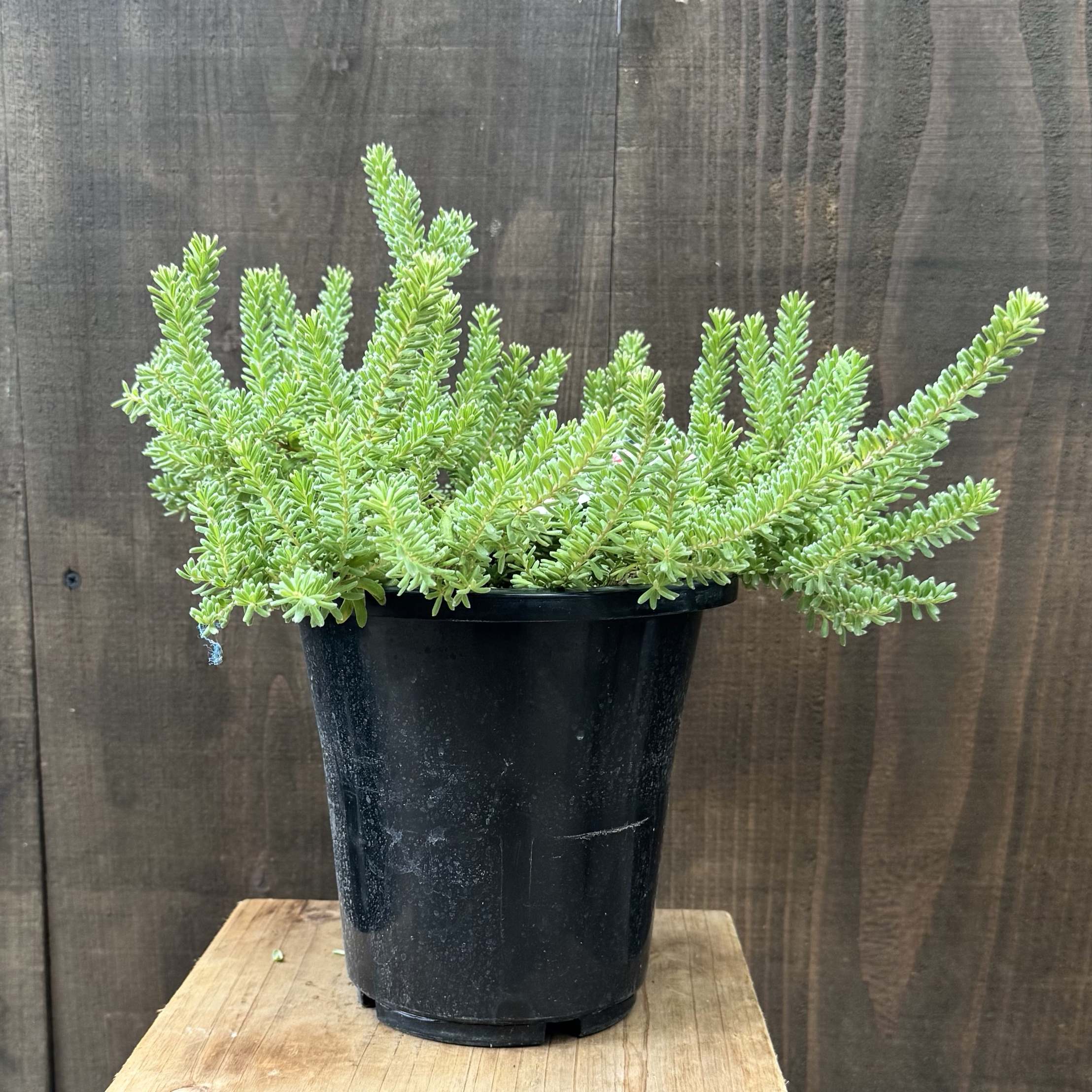 花苗 観葉植物：グレビレア ラニゲラ*6号 オージープランツ Grevillea lanigera