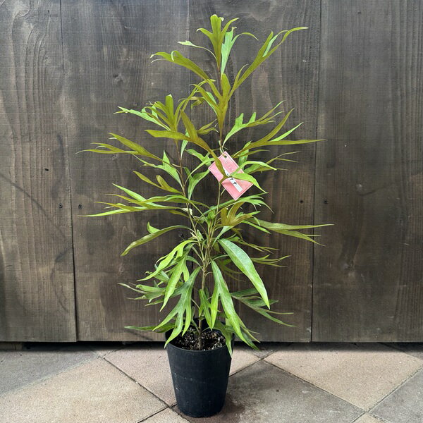 花苗 観葉植物：グレビレア ゴールド*5号 バイレヤナ バイレアナ