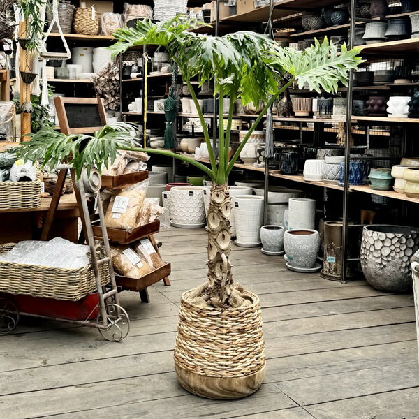 おしゃれ 観葉植物：フィロデンドロン セローム 鉢カバー*大型佐川便配送